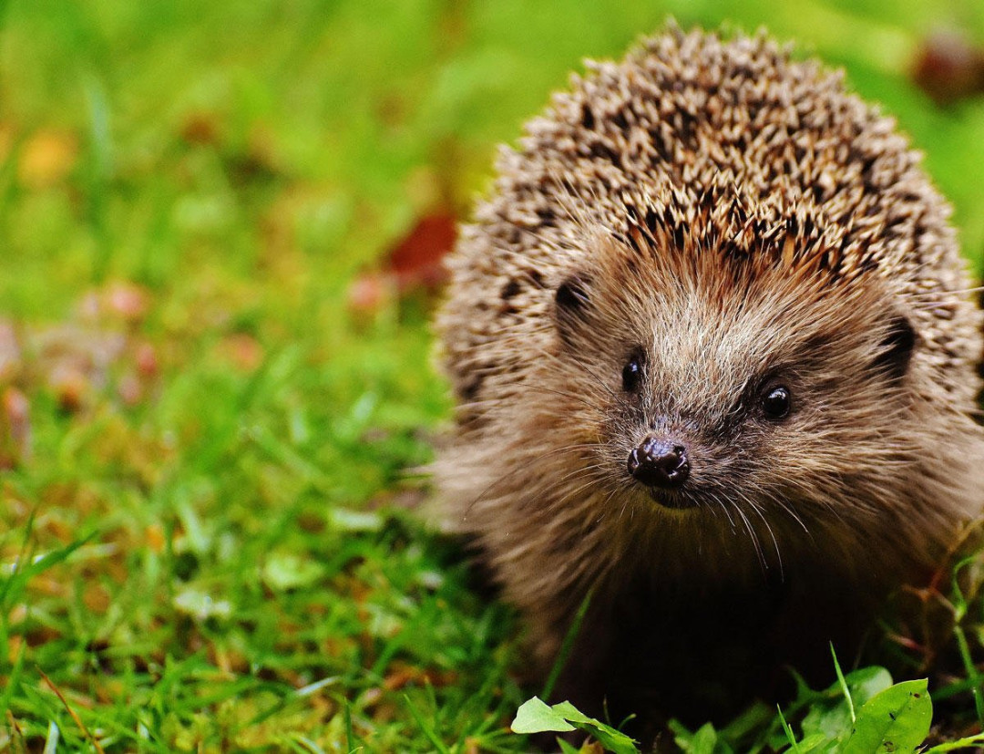 Foto Igel - Kostenlose Fotos Zum Ausdrucken - Bild .